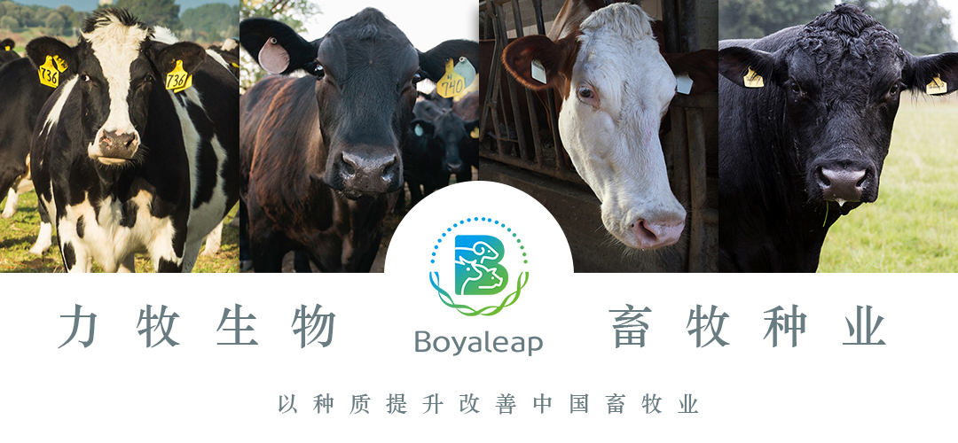《天津新闻》聚焦力牧生物高端肉牛繁育基地 和牛良种来了！