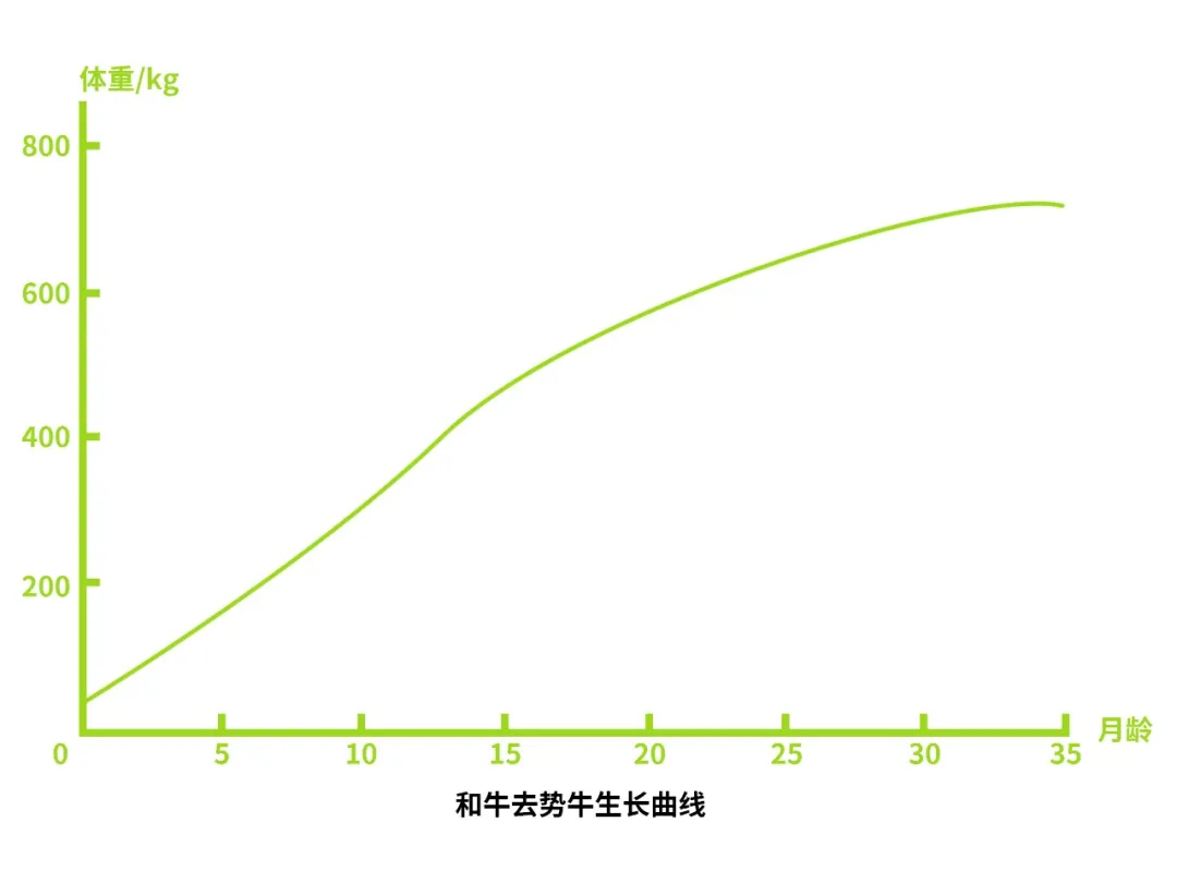 和牛去势牛生长曲线