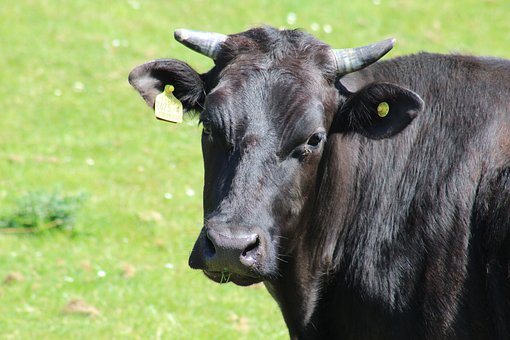 锡林郭勒盟牛羊肉精深加工率达到65%以上