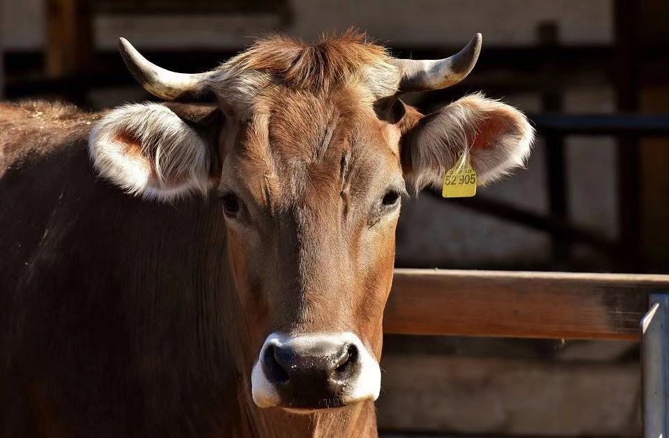 多不饱和脂肪酸竟能影响奶牛后代的性别比例？