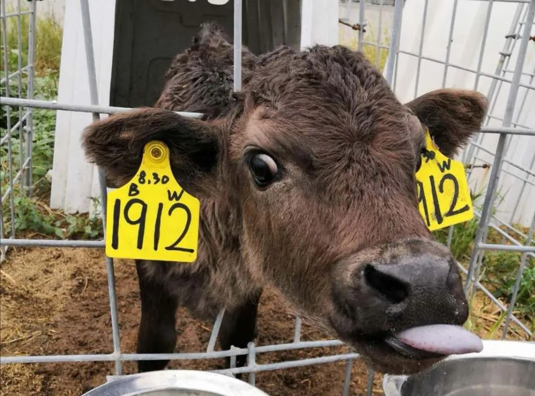 有奶难卖？奶牛养殖牧场“借腹生子”产纯血和牛让利润翻番！