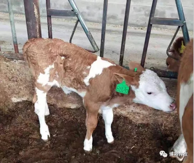8月初，内蒙古科右前旗归流河林富畜禽养殖专业合作社陆续迎来了一批胚胎移植的西门塔尔犊牛。